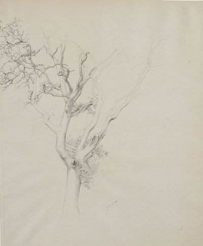 Fatanulmány, 1884 (grafit szürke szőtt papíron) alkotó: Samuel Isham