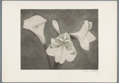 Amarillisz és arum alkotó: Samuel Jessurun de Mesquita (signed by artist)