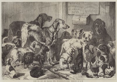 Elveszett és éhező kutyák otthona, Hollingsworth-Street, Islington alkotó: Samuel John Carter