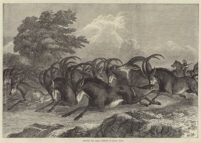 Sable antilop vadászat Dél-Afrikában alkotó: Samuel John Carter
