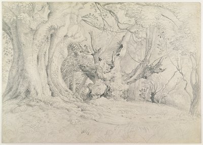 Ősi fák, Lullingstone Park, 1828 (grafit papíron) alkotó: Samuel Palmer