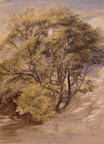 Study of a Willow Tree, c.1850 (watercolor on paper) alkotó: Samuel Palmer