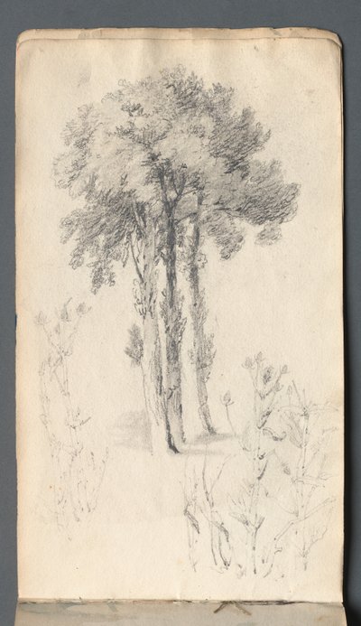 Vázlatfüzet: Fatanulmány, 1814. alkotó: Samuel Prout