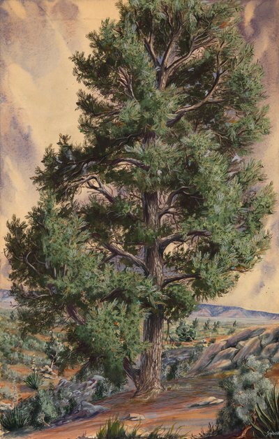 Fenyőfa, n.d. alkotó: Sandow