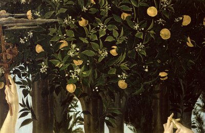 Primavera, a narancsfa részlete, 1478 körüli tempera a panelen alkotó: Sandro Botticelli