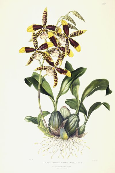 Odontoglossum Grande, 1837-1843 körül alkotó: Miss Drake