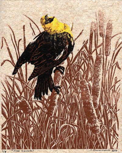 Cattail Cantata, 2017 (Linómetszet) alkotó: Sarah Drummond