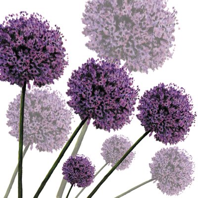 Allium Fernandez, 2004 (digitális) alkotó: Sarah Hough