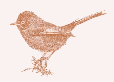 Dartford Warbler, 2017 alkotó: Sarah Hough