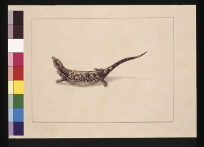 12. oldal. A tudomány vagy a bőrből formált gyík. Jelenleg kéknyelvű gyíkként ismert, 1789-90 körül (akvarell) alkotó: Sarah Stone