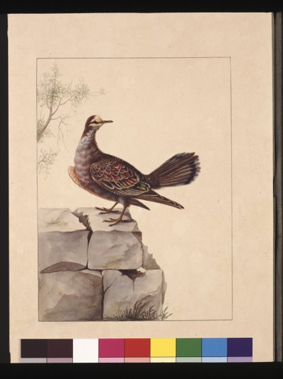 15. oldal Aranyszárnyú galamb. Jelenleg erdei bronzgalambként ismert, 1789-90 körül (akvarell) alkotó: Sarah Stone