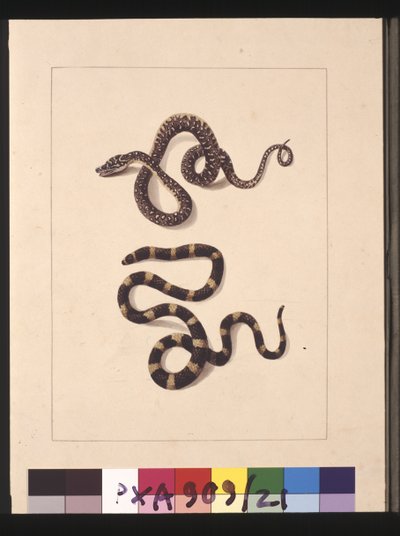 21. oldal Kígyók No. 1 & No. 2. Jelenleg fiatal gyémántkígyóként és Bandy bandyként ismert, 1789-90 körül (akvarell) alkotó: Sarah Stone