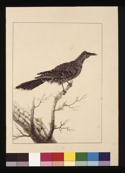 26. oldal. Csípős gyurgyalag nőstény. Ma Little Wattle madárként ismert, 1789-90 körül (akvarell) alkotó: Sarah Stone
