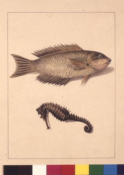 2. oldal. Cyprinaceous Labrus and Hippocampus. Ma Wrasse vagy Papagáj, hal és tengeri ló, 1789-90 körül (akvarell) alkotó: Sarah Stone