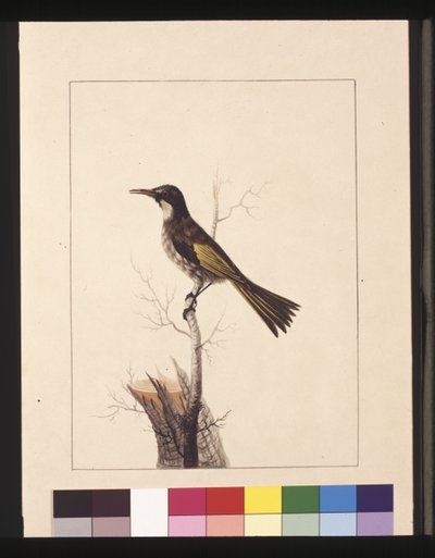 5. oldal New Holland Creeper. Jelenleg fehérarcú mézevőként ismert, 1789-90 körül (akvarell) alkotó: Sarah Stone