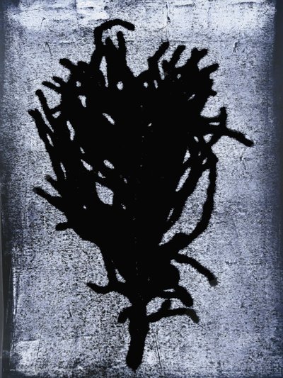 Fekete páfrány 2020 (monoprint) alkotó: Sarah Thompson-Engels