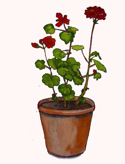 Muskátlik virágcserépben, 2019, (akvarell) alkotó: Sarah Thompson Engels