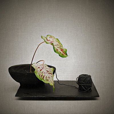 Caladium és fekete fonal alkotó: Saskia Dingemans