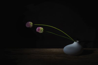 Sötét Allium-virágok alkotó: Saskia Dingemans
