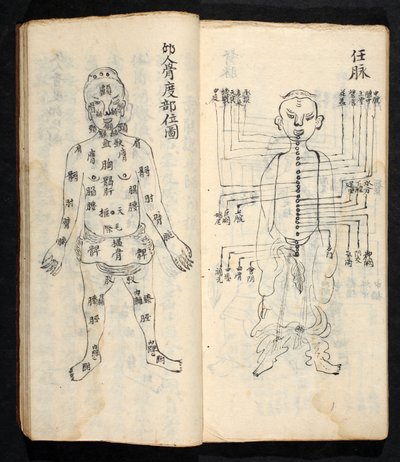 Akupunktúrás pontok a test központi vonala mentén, Jing Guan Qi Zhi, „Az akupunktúrás pontok és csatornák kezdetei és végei”, pub. Dél-Kína, 18. század eleje (tinta papíron) alkotó: School Chinese