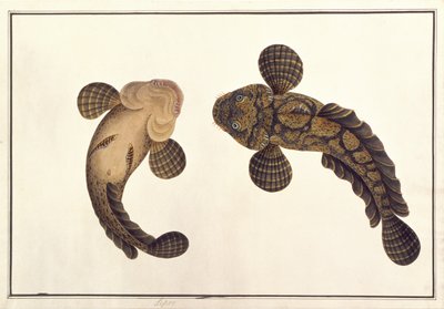 Lepoo, „Állatok, rovarok és hüllők rajzai Malacca-ból”, 1805-1818 körül (guache és akvarell papíron) alkotó: School Chinese