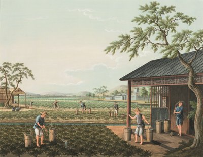 Teakészítés, 1820 körül (testfesték és aranyfesték selyemre, papírra fektetve) alkotó: School Chinese