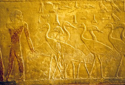 Ókori Egyiptom, Falfestmény, Mastaba/Ti sírja, Szakkara, 5. dinasztia, Szelíd darvakat vezető gazda (fotó) alkotó: School Egyptian