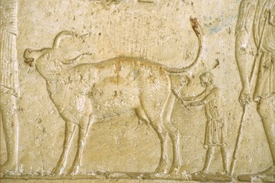 Ókori Egyiptom, Falfaragás/festés, Petosiris sírja, Tuna Gabel, Tuna el Gebel, Kr.e. 300, Segítség a tehén ellésben (fotó) alkotó: School Egyptian