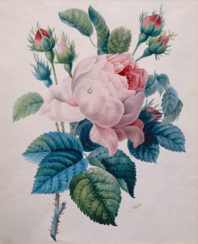Rózsa (ceruza és akvarell) alkotó: School French