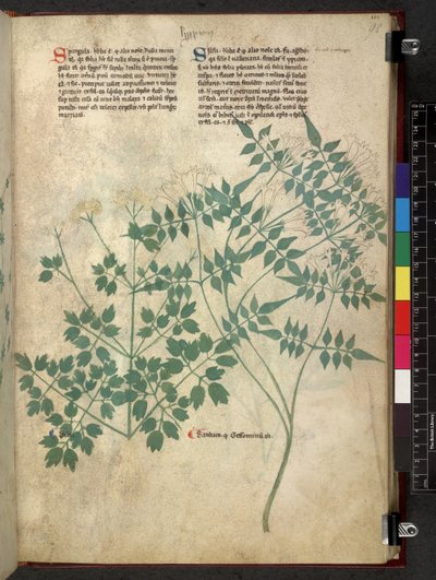 Egerton 747 Spargula and Self, Tractatus de herbis (Herbal) c.1280-1310 (tinta és színes pergamen) alkotó: School Italian