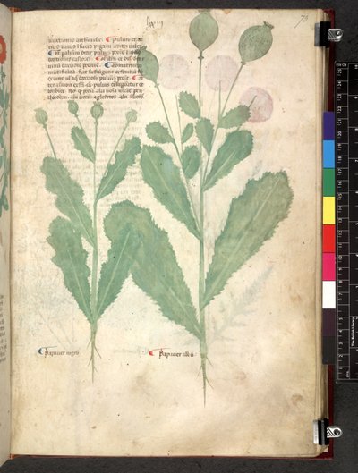 Egerton 747 Tractatus de herbis (Herbal) c.1280-1310 (tinta és szín a pergamen) alkotó: School Italian
