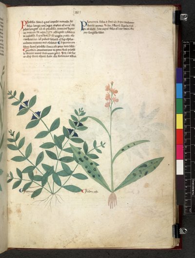 Egerton 747 Tractatus de herbis (Herbal) c.1280-1310 (tinta és szín a pergamen) alkotó: School Italian