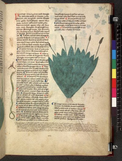 Egerton 747 Tractatus de herbis (Herbal) c.1280-1310 (tinta és színes pergamen) alkotó: School Italian