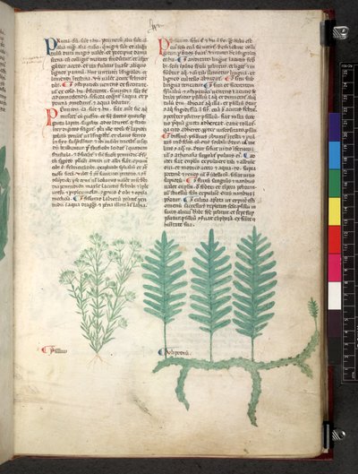 Egerton 747 Tractatus de herbis (Herbal) c.1280-1310 (tinta és színes pergamen) alkotó: School Italian