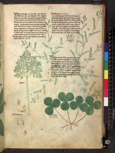 Egerton 747 Tractatus de herbis (Herbal) c.1280-1310 (tinta és szín a pergamen) alkotó: School Italian