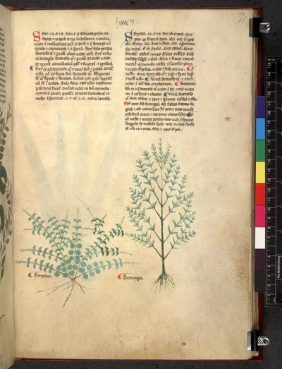 Egerton 747 Tractatus de herbis (Herbal) c.1280-1310 (tinta és színes pergamen) alkotó: School Italian