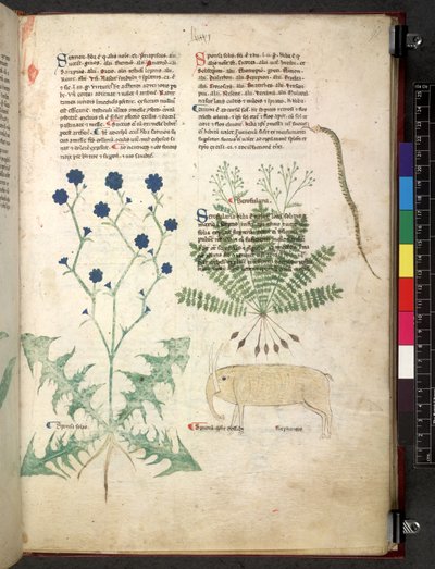 Egerton 747 Tractatus de herbis (Herbal) c.1280-1310 (tinta és szín a pergamen) alkotó: School Italian