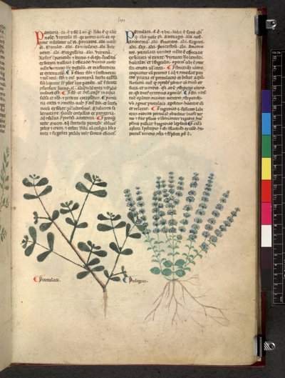Egerton 747 Tractatus de herbis (Herbal) c.1280-1310 (tinta és szín a pergamen) alkotó: School Italian
