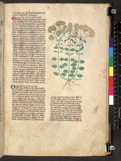 Egerton 747 Tractatus de herbis (Herbal) c.1280-1310 (tinta és szín a pergamen) alkotó: School Italian