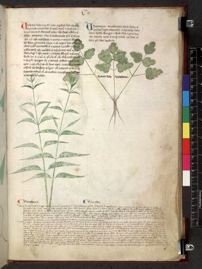 Egerton 747 Tractatus de herbis (Herbal) c.1280-1310 (tinta és szín a pergamen) alkotó: School Italian