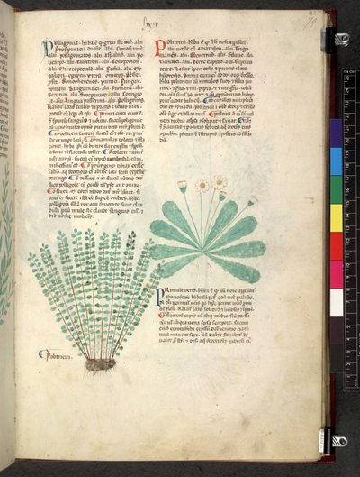 Egerton 747 Tractatus de herbis (Herbal) c.1280-1310 (tinta és szín a pergamen) alkotó: School Italian