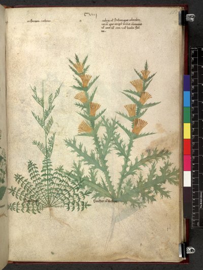 Egerton 747 Tractatus de herbis (Herbal) c.1280-1310 (tinta és szín a pergamen) alkotó: School Italian