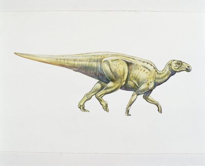 Hadrosaurus vagy kacsacsőrű dinoszaurusz (színes litho) alkotó: School Italian