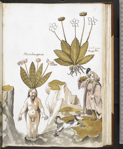 Harley MS 3736 f.59r Egy kutya által kihúzott mandragóra, Giovanni Cadamosto: "Gyógyászat, élelmiszerekről, mérgekről és gyógymódokról, valamint a kövek tulajdonságairól szóló értekezésekkel" (tinta és szín pergamenten) alkotó: School Italian