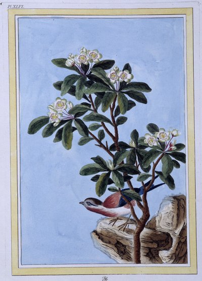 Madár - japán nyomat alkotó: Japanese School