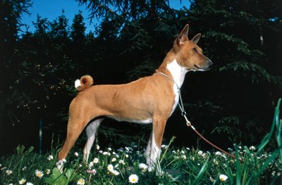 Basenji kutya (fotó) alkotó: R. and Smith Simkin