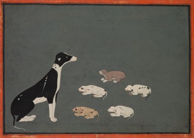 Kutya kölykökkel, 1780 körül (tinta és fedőakvarell, papír) alkotó: School Mughal