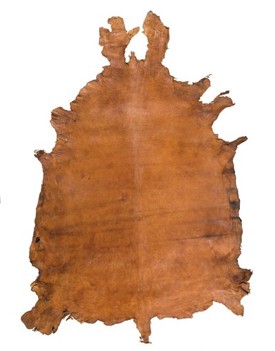 Állati bőr, c. 1786 (bőr) alkotó: School Russian