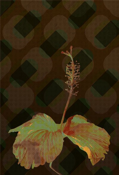Hibiszkusz, 2 2019 alkotó: Scott J. Davis
