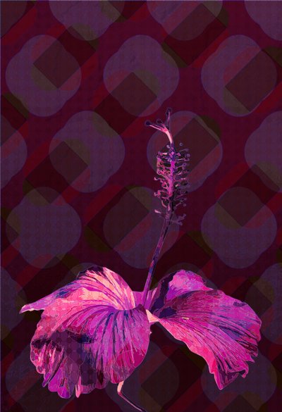 Hibiszkusz 3, 2019 alkotó: Scott J. Davis